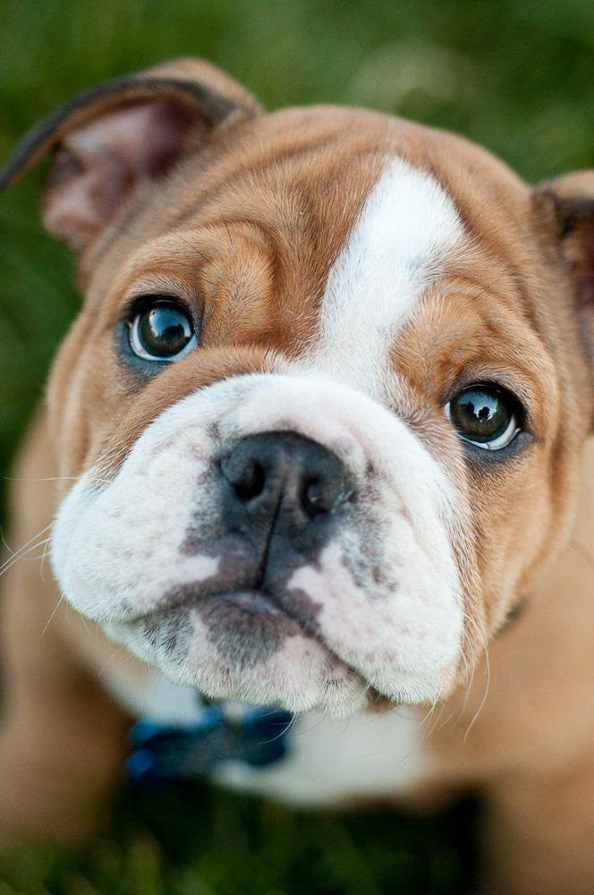 Bulldogs - Fun Facts and Crate Size
