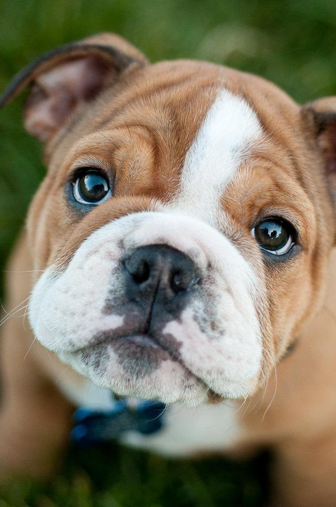 Blue Eyes English Bulldog Store French Bulldog And Mini Australian
