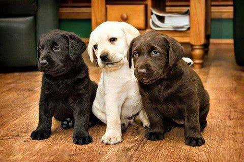 Labrador Retrievers - Fun Facts and Crate Size