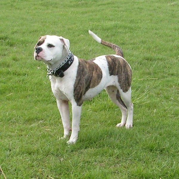 Bulldog: The Gentle Giant with a Heart of Gold - Your Ultimate Guide Bulldog: The Gentle Giant with a Heart of Gold - Your Ultimate Guide
