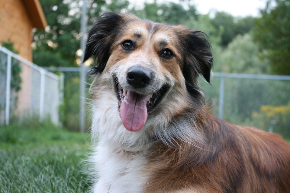 Find Australian Shepherd stuffed animals, facts and information in The  Kennel.