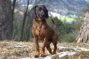 Bavarian Mountain Scent Hound - Fun Facts and Crate Size