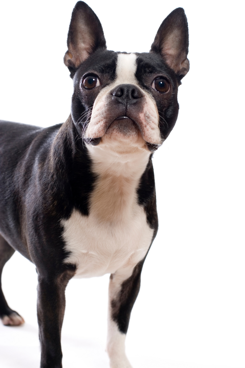 how much should a boston terrier weight at 4 months