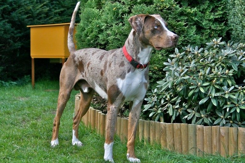 Catahoula Leopard Dog Fun Facts and Crate Size Pet Crates Direct