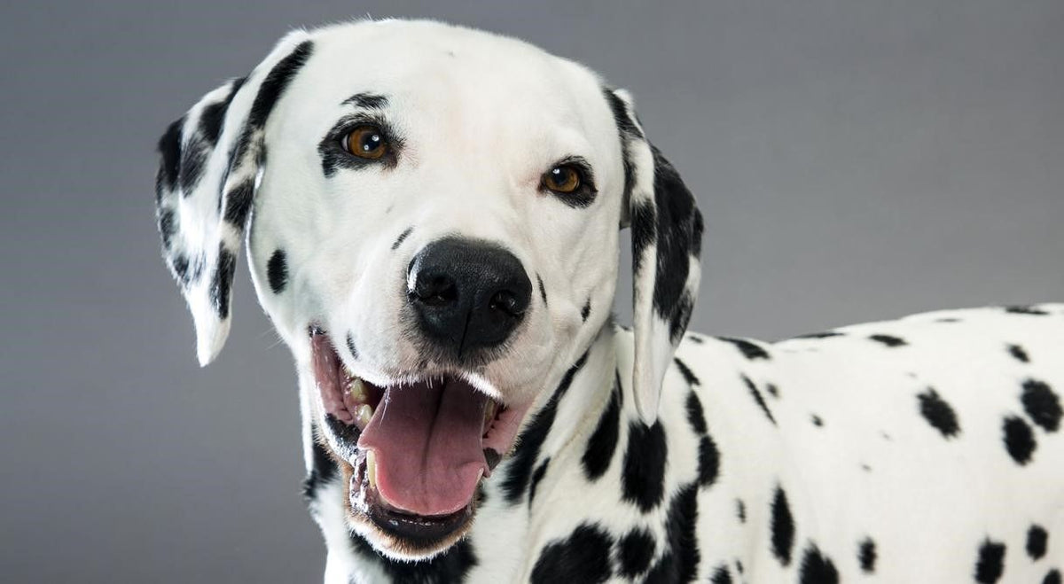 Dalmatian Fun Facts and Crate Size Pet Crates Direct