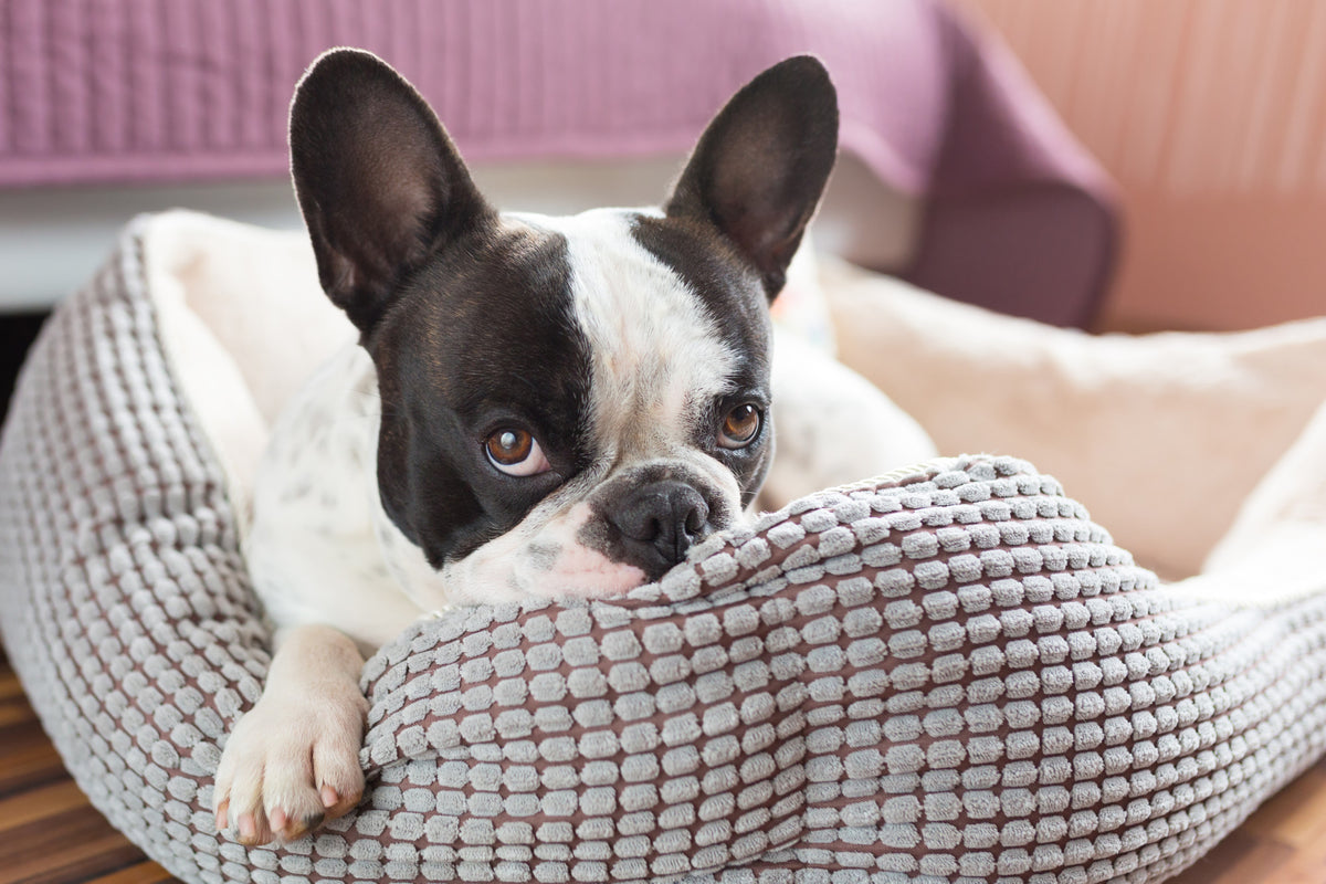 What Is the Best Dog Bed for Your Furry Friend? How To Choose Pet