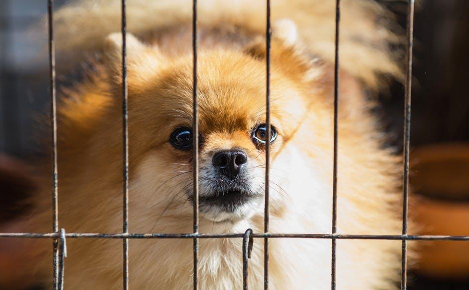 How to Prevent Dog Crate Anxiety With Early Training Pet Crates Direct