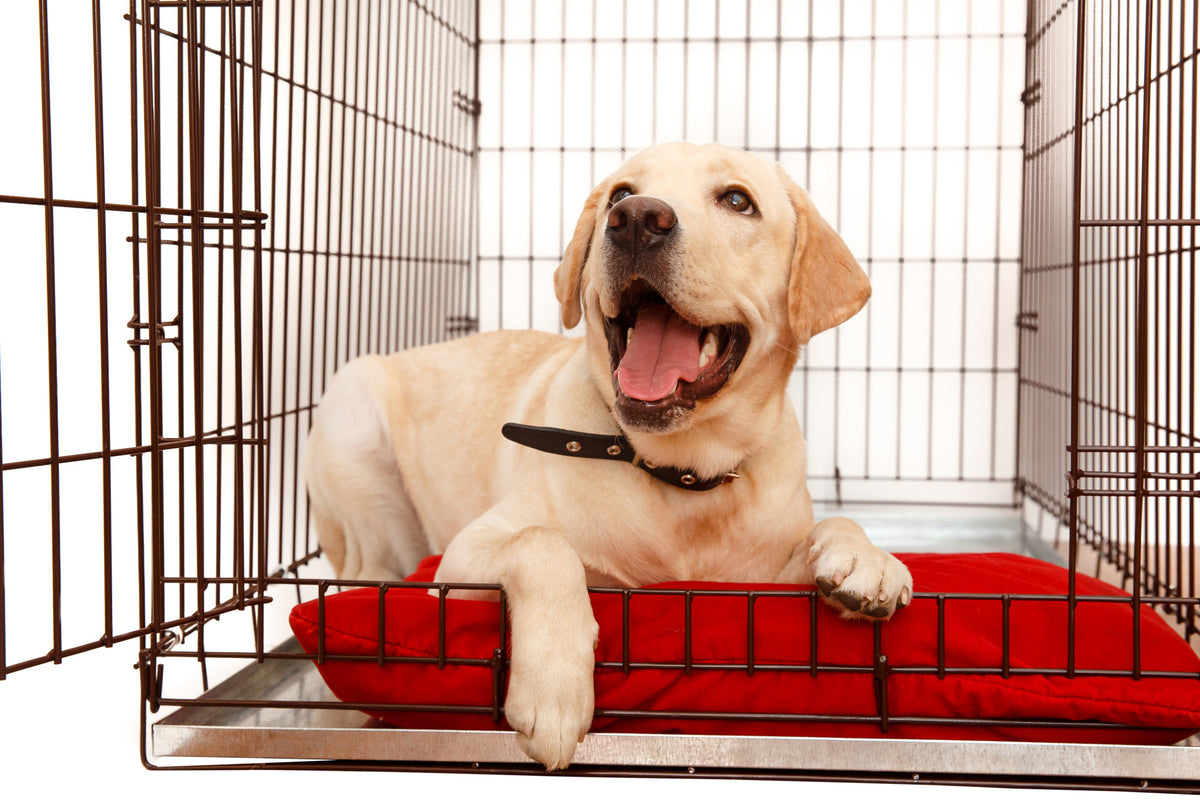 A Definitive Guide on How to Choose the Best Dog Crate Pet Crates Direct