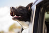 How to Choose the Best Vehicle Pet Barrier for Your Needs