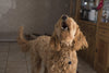 Stop Puppy Barking: Effective Training Tips
