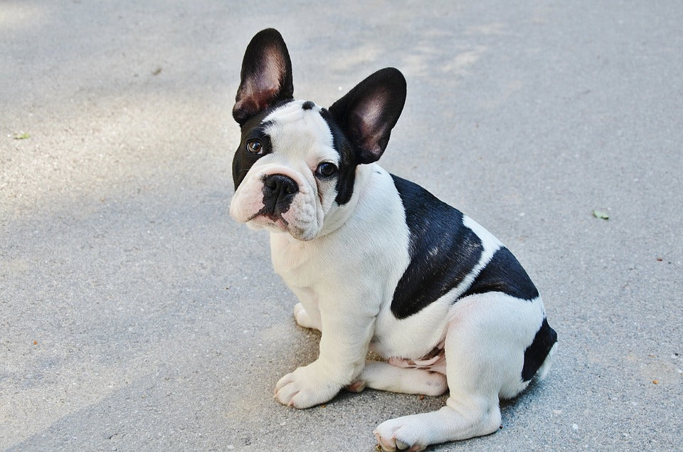 Potty Training 101 :: Bulldog Kids