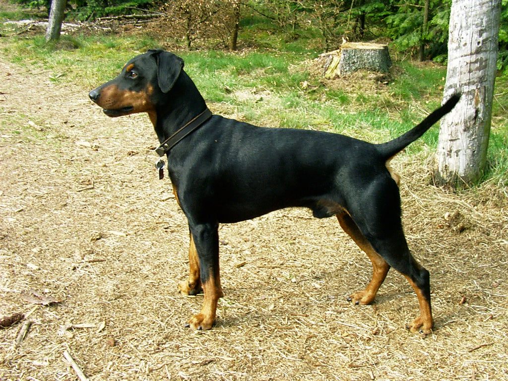 German Pinscher – Fun Facts and Crate Size