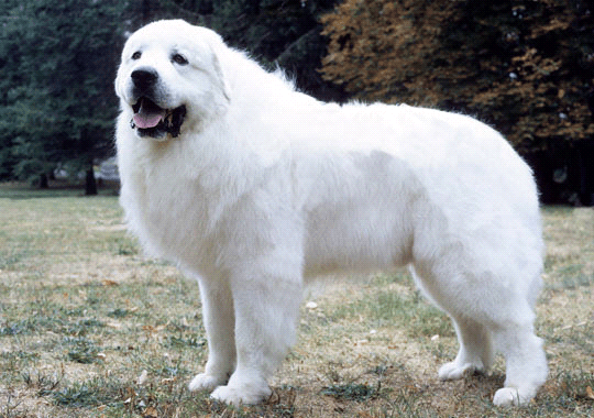 Adult great deals pyrenees