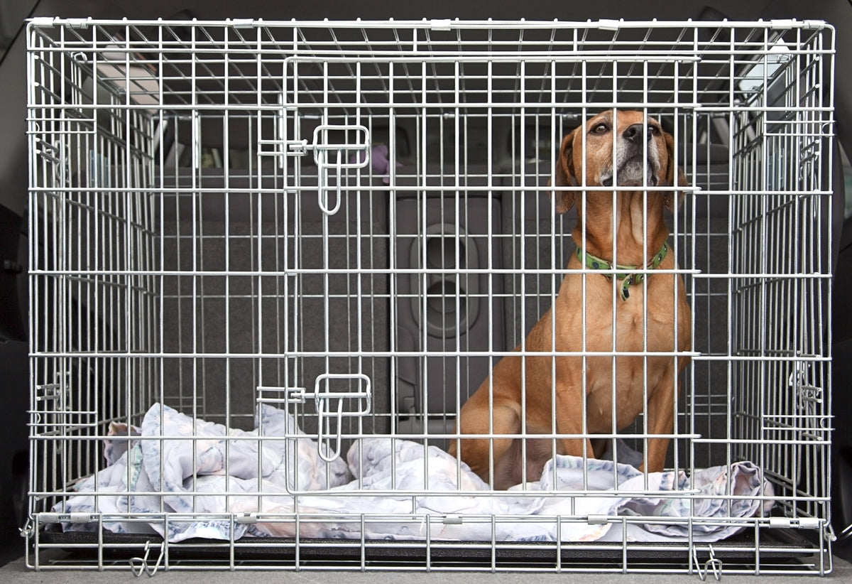 How to Prep Your Puppy Exercise Pens Pet Crates Direct