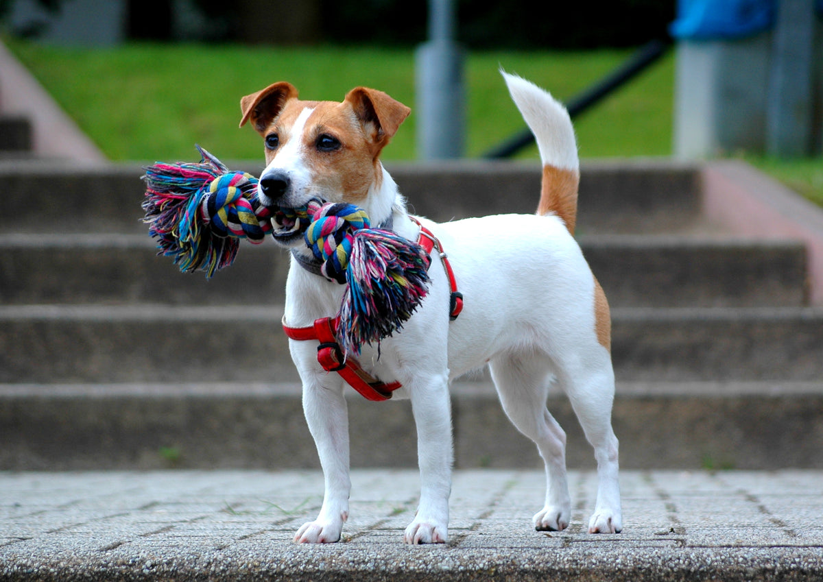 Build Your Own Jack Russell Terrier