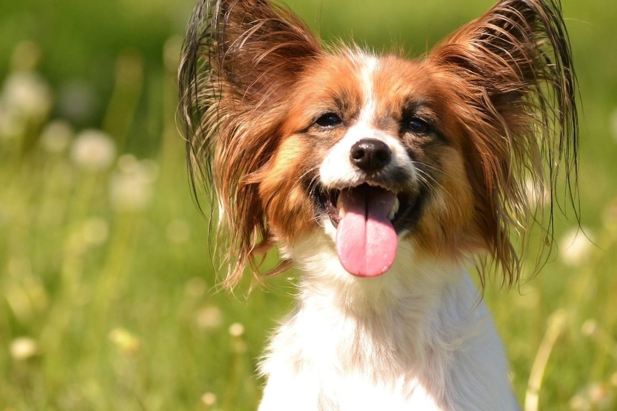 Papillon Dog