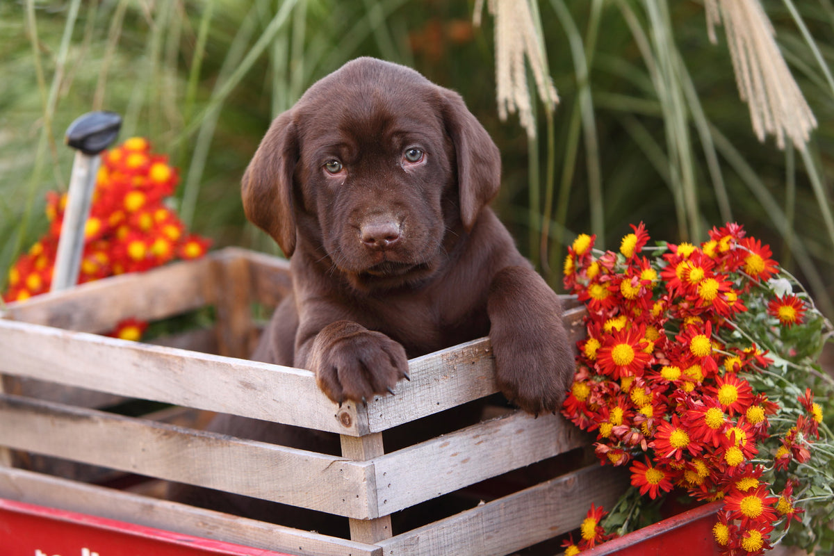 Cesar shop millan puppies