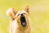Effective Strategies to Stop Dog Barking at Night