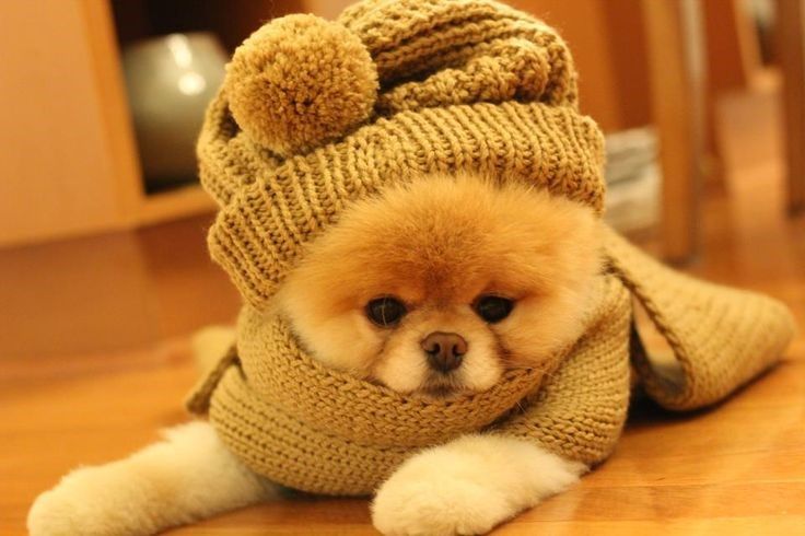 baby teddy bear dog