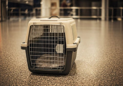 7 Insider Tips for Choosing the Best Airline Dog Crate
