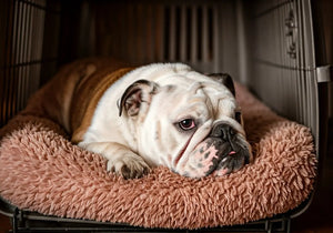 Why Every English Bulldog Adores a Cozy Crate