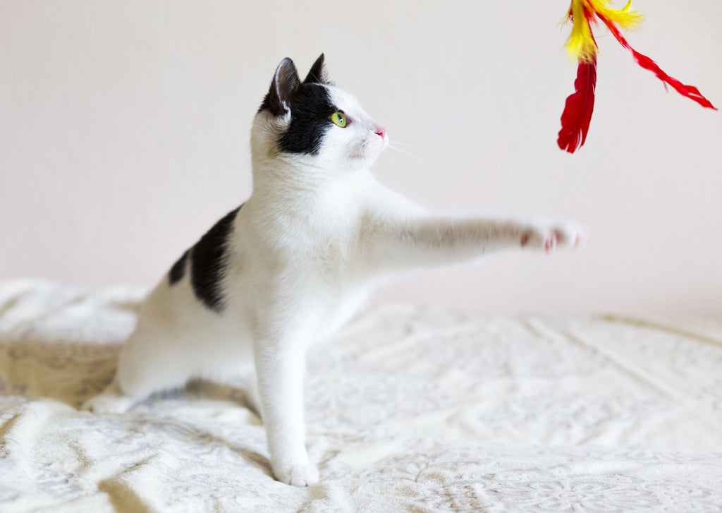 6 Best Cat Toys To Deter Boredom