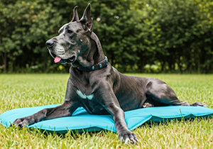 8 Must-Have Cooling Products for Your Great Dane During Nevada Summers