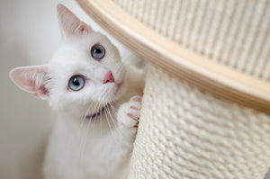 7 Reasons Why Your Kitty Needs a Cat Tree