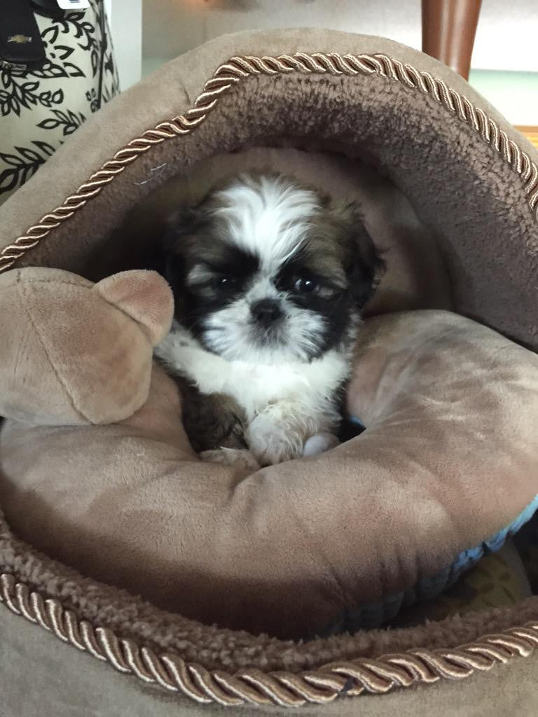 Shih Tzus - Fun Facts and Crate Size