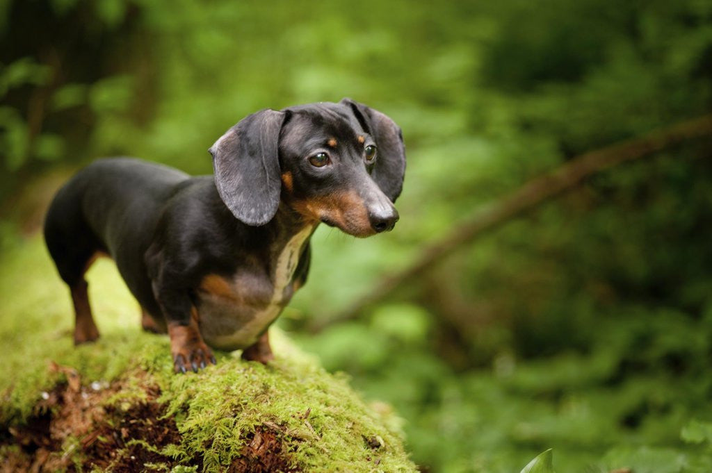 Dachshund - Fun Facts and Crate Size