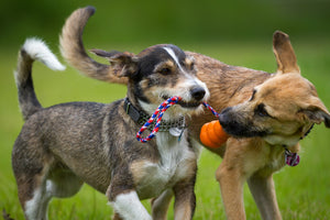A Quick and Easy Dog Socialization Checklist