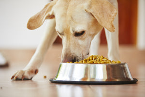 How to Choose the Best Dry Dog Food for Your Furry Friend
