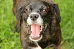 Zinger Dog Crates - What do they have to offer?