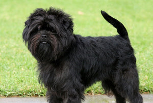 Affenpinscher – Fun Facts and Crate Size