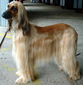 Afghan Hound – Fun Facts and Crate Size