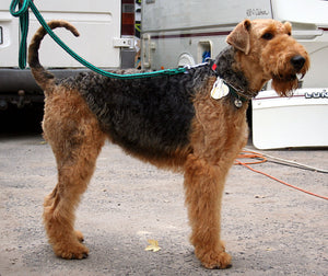 Airedale Terrier – Fun Facts and Crate Size