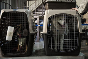 Traveling with Airline Approved Dog Crates