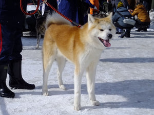 Akita – Fun Facts and Crate Size