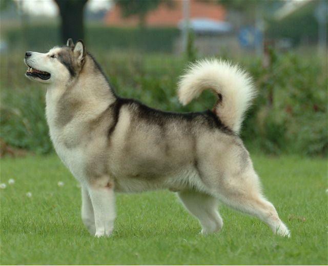 Alaskan Malamute – Fun Facts and Crate Size