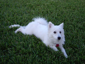 American Eskimo – Fun Facts and Crate Size