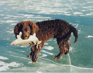 American Water Spaniel – Fun Facts and Crate Size