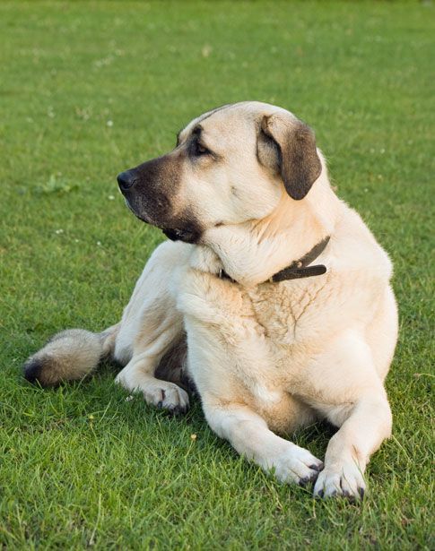 Anatolian Shepherd – Fun Facts and Crate Size