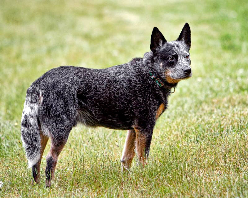 Australian Cattle Dog – Fun Facts and Crate Size