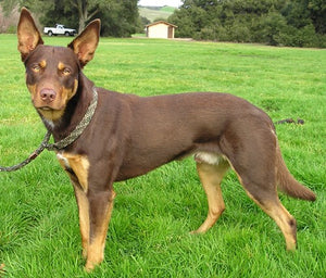 Australian Kelpie - Fun Facts and Crate Size