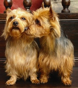 Australian Terrier – Fun Facts and Crate Size