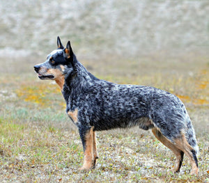 Australian Stumpy Tail Cattle Dog - Fun Facts and Crate Size