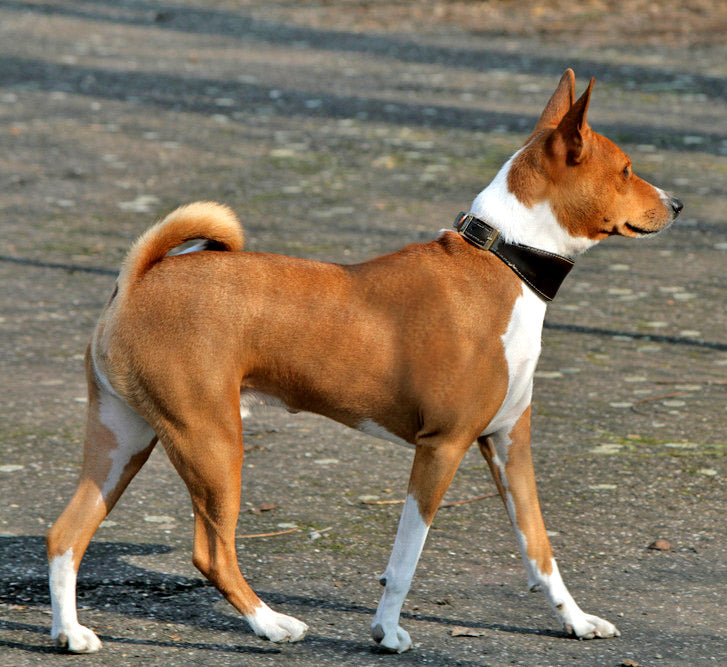 Basenji – Fun Facts and Crate Size