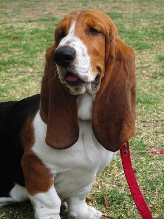 Basset Hound – Fun Facts and Crate Size