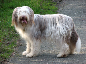 Bearded Collie – Fun Facts and Crate Size