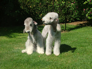 Bedlington Terrier – Fun Facts and Crate Size